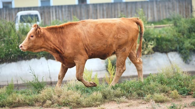 A red-headed young lame cow walks through the village