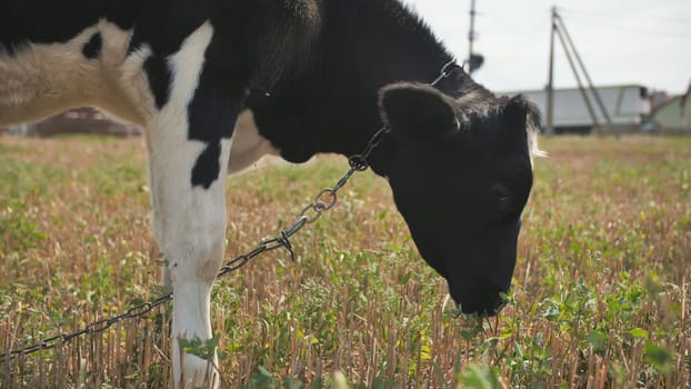 A young black and white cow is eating grass in the village
