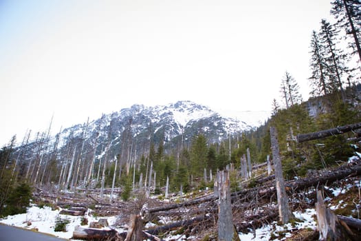 Beautiful views of the snow-capped mountains and dry trees