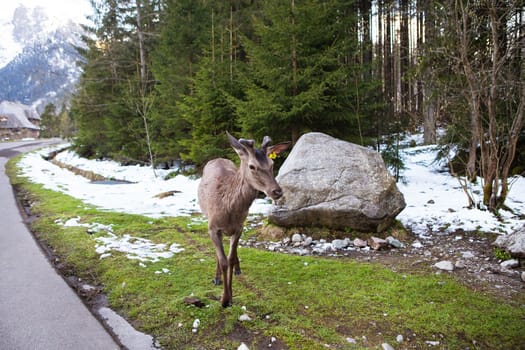 Adult deer looking at the camera near the road among the forest. Wildlife, free animal.