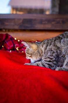 A domestic gray cat sits at home on a red checkered blanket and plays with a garland. Preparing for Christmas, festive mood