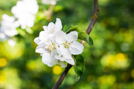 Beautiful white flowers on an apple tree branch against a blurred garden. Spring, flowering