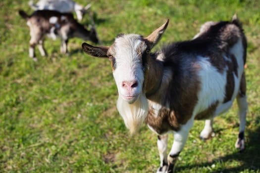 Funny goats standing among the green field, animal grazing. Rural economy. Mom and child. Looking into the camera