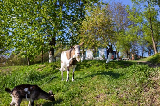 Funny goats standing among the green field, animal grazing. Rural economy. Mom and child. Looking into the camera