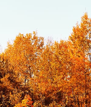 Nature, landscape and environment, golden autumn scenery with autumnal trees, leaves and foliage in fall season as picturesque seasonal holiday background scene