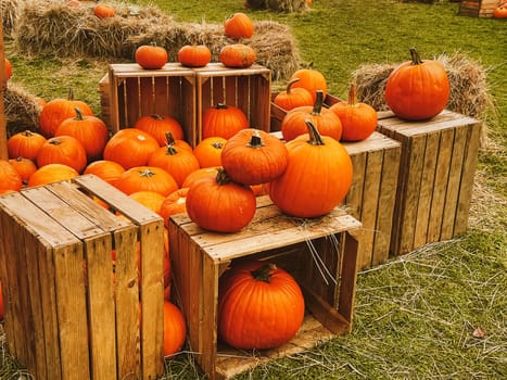 Halloween pumpkins and holiday decoration in autumn season rural field, pumpkin harvest and seasonal agriculture, outdoors in nature scene