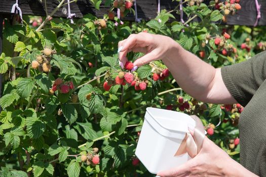 yung woman picks ripe raspberries in a basket, summer harvest of berries and fruits, sweet vitamins all year round. High quality photo