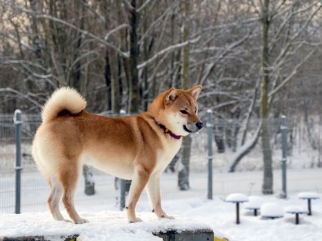 Japanese red coat dog is in winter forest. Portrait of beautiful Shiba inu male standing in the forest on the snow and trees background. High quality photo. Walk in winter