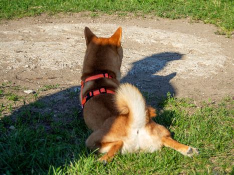 Shiba Inu plays on the dog playground in the park. Cute dog of shiba inu breed walking at nature in summer. walking outside.