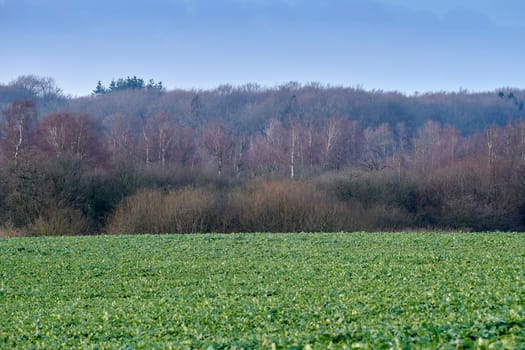 Trees of all types and seasons. A beautiful world of differences. Trees and forests of all types and seasons