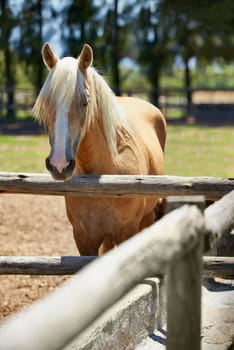 Is that food I see. a palomino horse standing in a fenced off padock