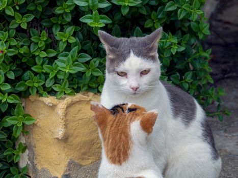 beautiful cats around Malta island. High quality photo