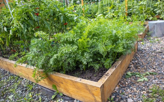 Growing vegetables on a raised wooden bed in the backyard garden, vegetable growing concept.