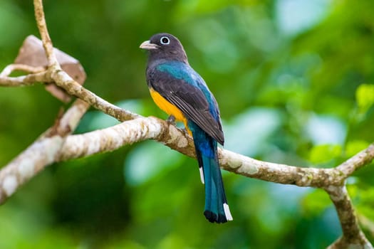 Black Headed Trogon perched on a tree in Guatemala