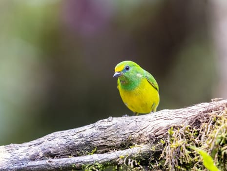 Blue Naped Chlorophonia perched on a branch in Colombia