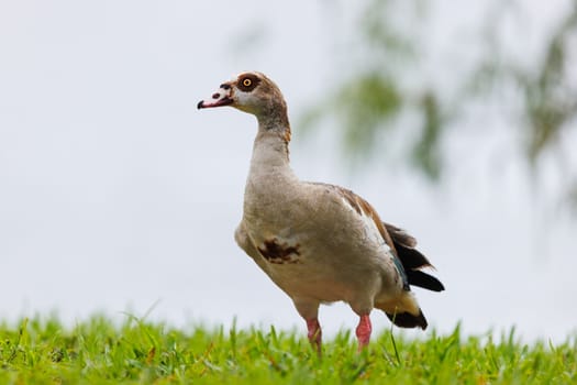 Eygtian Goose on a nice sunny day in Kenya