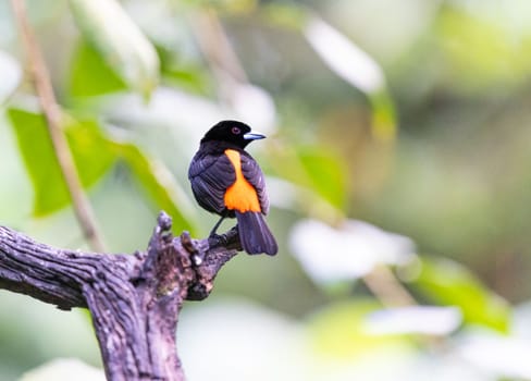 Flame Rumped Tanager perched on a tree in Costa Rica