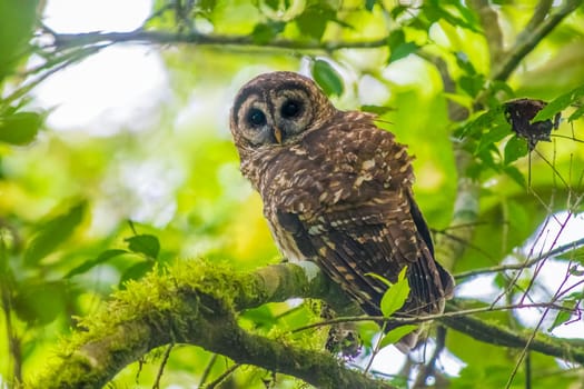 Fulvous Owl perched on a mossy branch in Guatemala