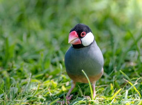 Java Sparrow foraging in the grass in a field in Hawaii