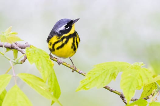 Magnolia warbler perched on a branch in Ohio