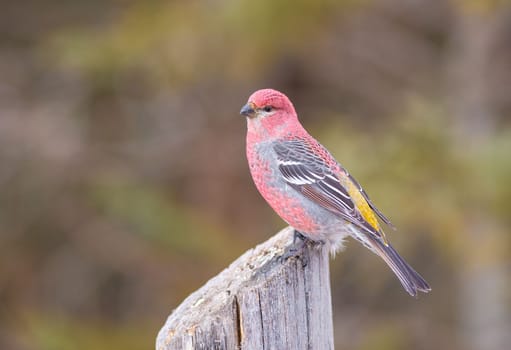 Pine grosbeak perched on a stump during winter in Minnesota