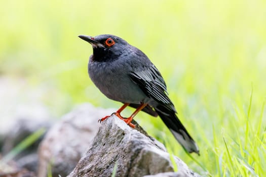 Red legged thrush perched on a rock in the Bahamas