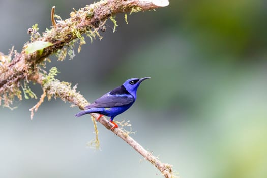 Red Legged Honeycreeper perched on a branch in Costa Rica