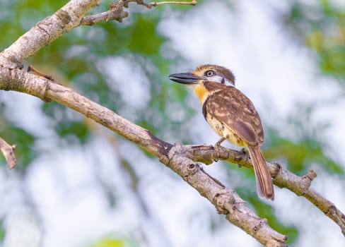 Russet Throated Puffbird perched on a tree in Colombia