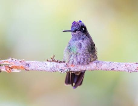 Violet Headed Hummingbird perched on a tree in Costa Rica