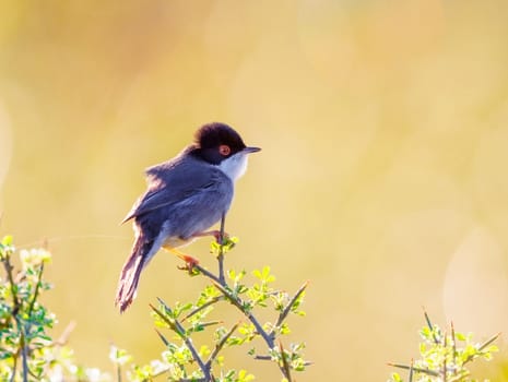 Sardianian Warbler perched on a bush during sunrise in Morocco