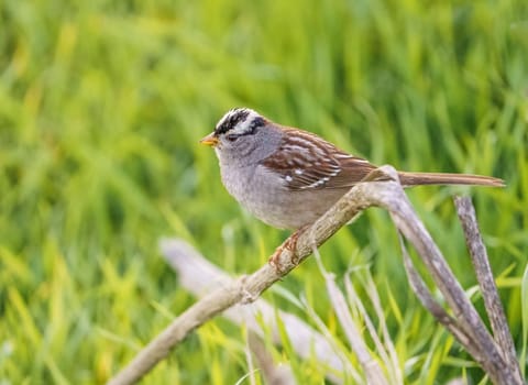 White Crowned Sparrow perched on reeds in California