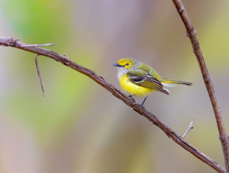 White Eyed Vireo perched on a branch in Michigan, a rate visitor