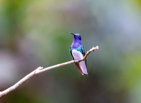 White Necked Jacobin perched on a tree in El Salvador