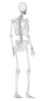 Human skeleton. 3d illustration. Wire-frame style. Illustration for medicine