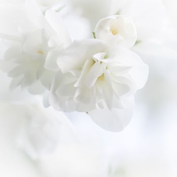 Soft focus, abstract floral background, White terry Jasmine flower petals. Macro flowers backdrop for holiday brand design