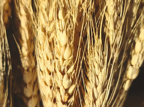 Background of fresh rye or other cereals.