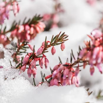 Blooming pink flowers Erica carnea Winter Heath in the snow. Spring background, gardening concept