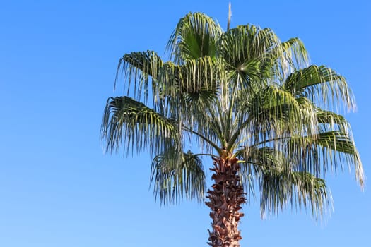 Palm tree in the wind on blue sky background in summertime. Summer holiday and tropical nature concept.