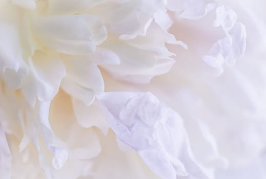 White peony flower petals. Macro flowers backdrop for holiday brand design. Soft focus, abstract floral background