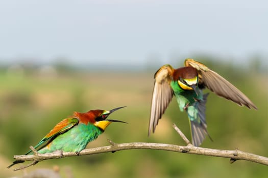 Beautiful wild birds against the backdrop of spring greens, Wonderful wildlife
