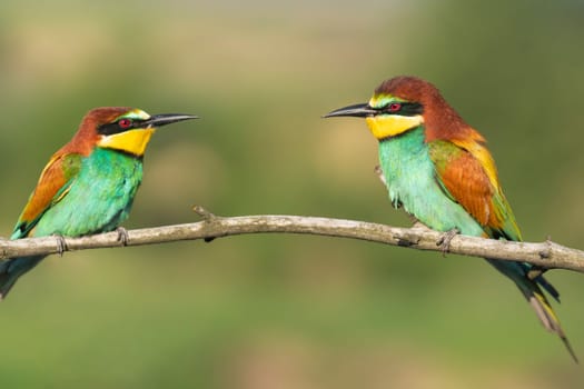 Birds on a branch, beautiful colors, Wonderful wildlife