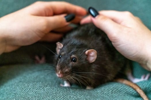 Black domestic rat Dumbo in female hands