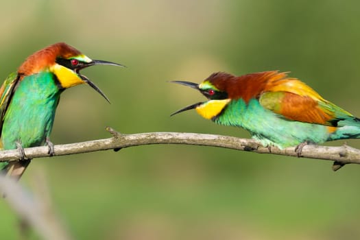 Paradise birds on a branch conflict, Wonderful wildlife
