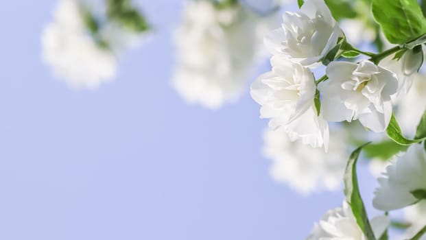 White terry Jasmine flower petals on a blue background. Macro flowers backdrop for holiday brand design