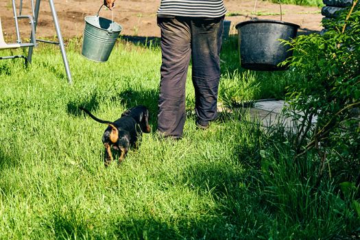 a domesticated carnivorous mammal that typically has a long snout, an acute sense of smell, non retractable claws. Faithful dog dachshund with his owner in garden during work