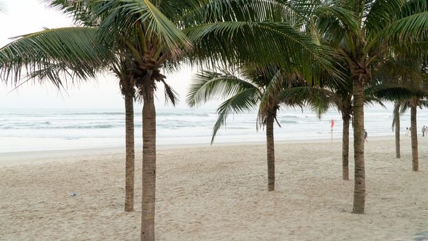 Dwarf palm trees on the white sand on the beach against the backdrop of the sea. High quality photo