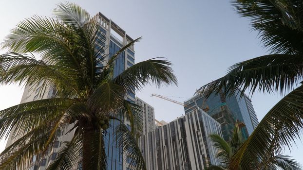Skyscrapers and palm trees, metropolis, urban architecture. High quality photo