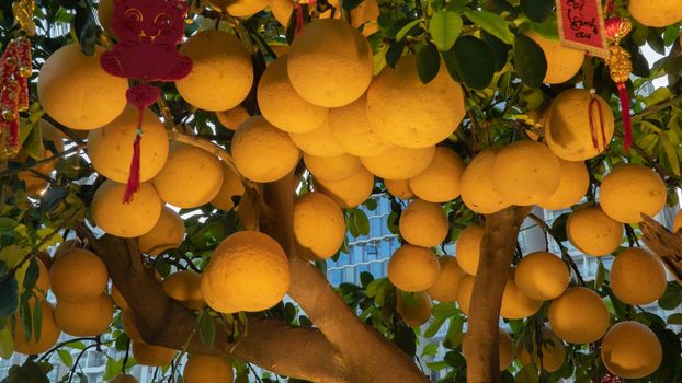 A lot of grapefruit grows on a tree with evening illumination. High quality photo