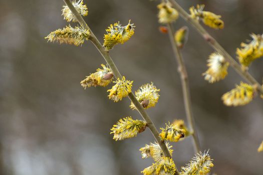 Close-up of a twig with yellow spring catkins, april day