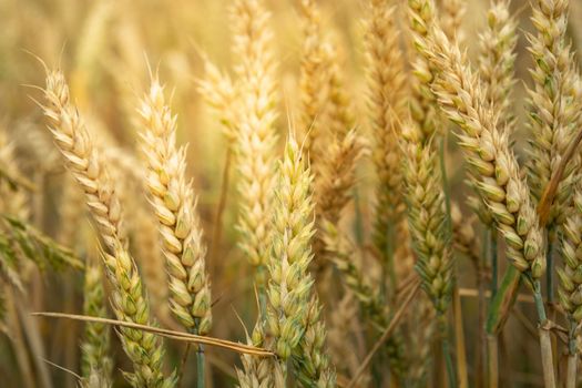 Close-up of ears of wheat grain backlit by the sun, summer view